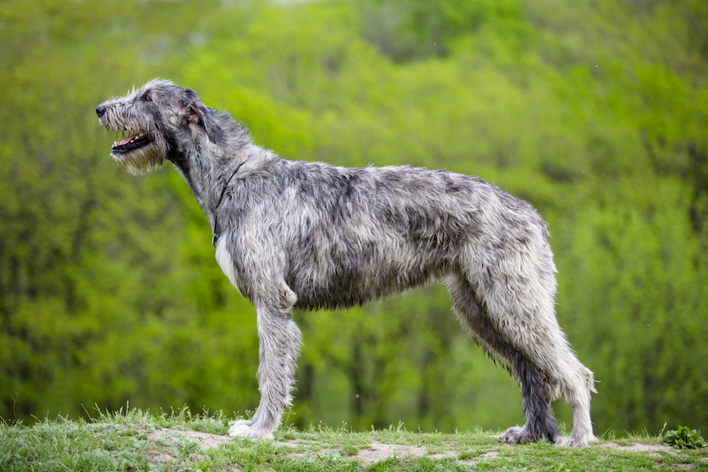  نژاد آیریش ولفهاند (Irish Wolfhound)